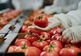 15 Tomatoes Growing Tips for a Huge Crop