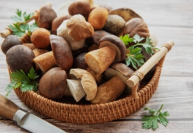 Best Mushrooms for Health & Immunity | Top Immune-Boosting Picks